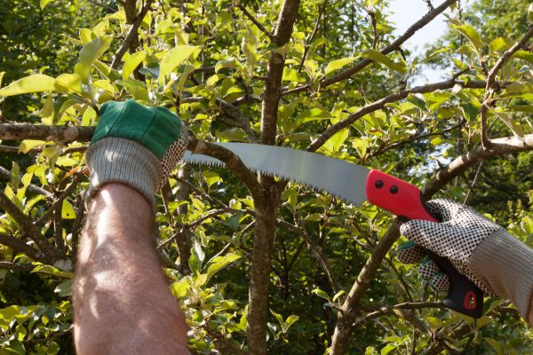 Apple Tree Trimming in Prescott