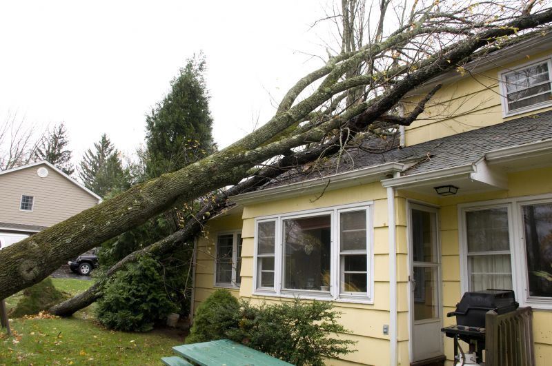 Hazardous Tree on Residential Property