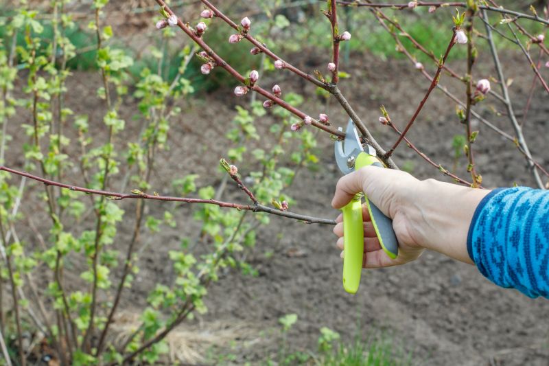 Peach Tree Pruning