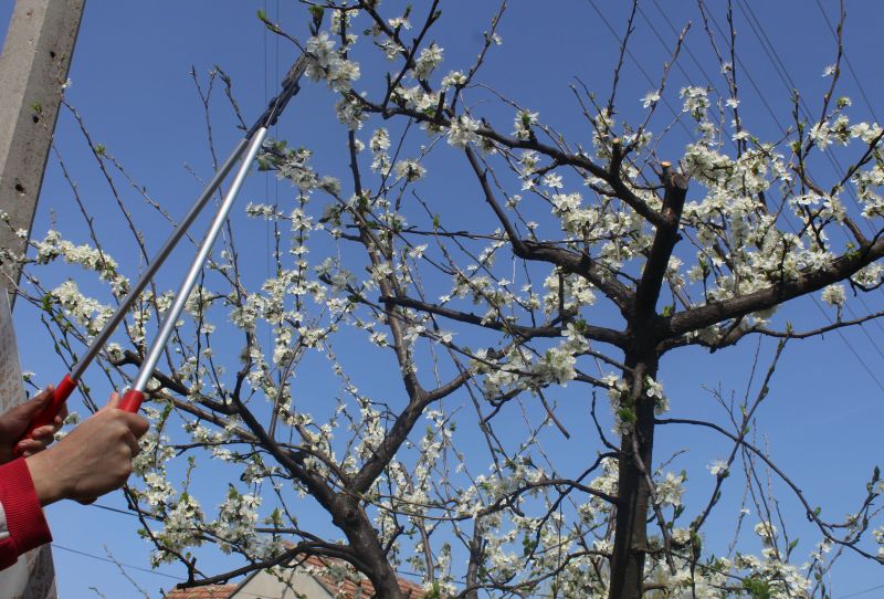 Pear Trees Pruning