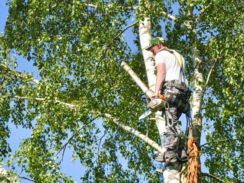 River Birch Trimming