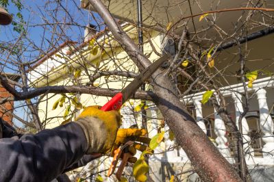 Tree Maintenance Planning