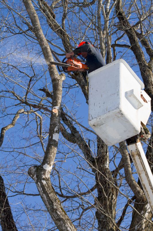 Tree Safety Maintenance