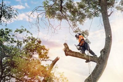 Commercial Tree Maintenance